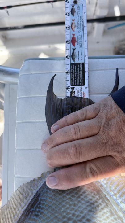 Measuring the catch on deck in Panama City waters.
