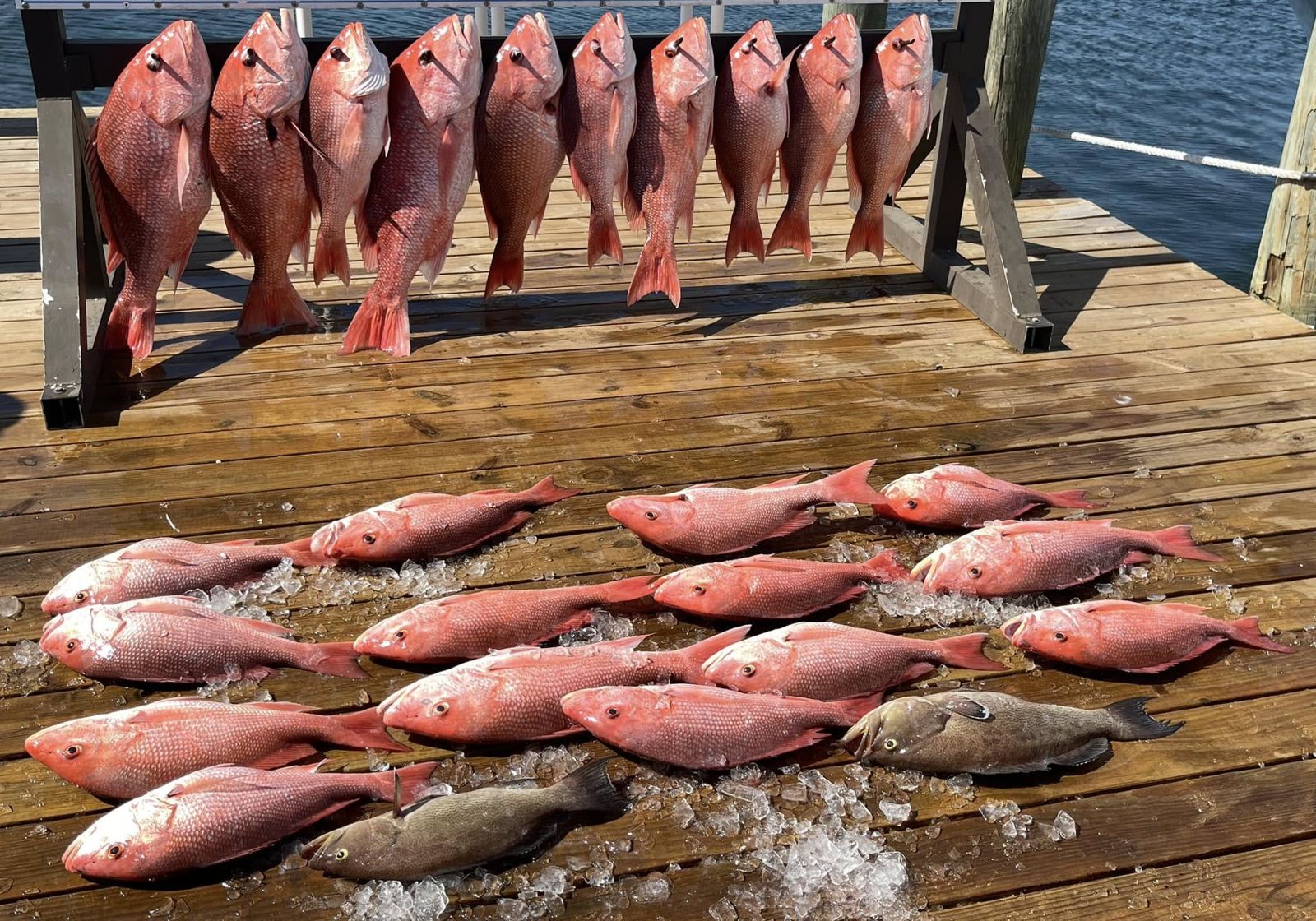 16 grey snapper fish caught while fishing in FL