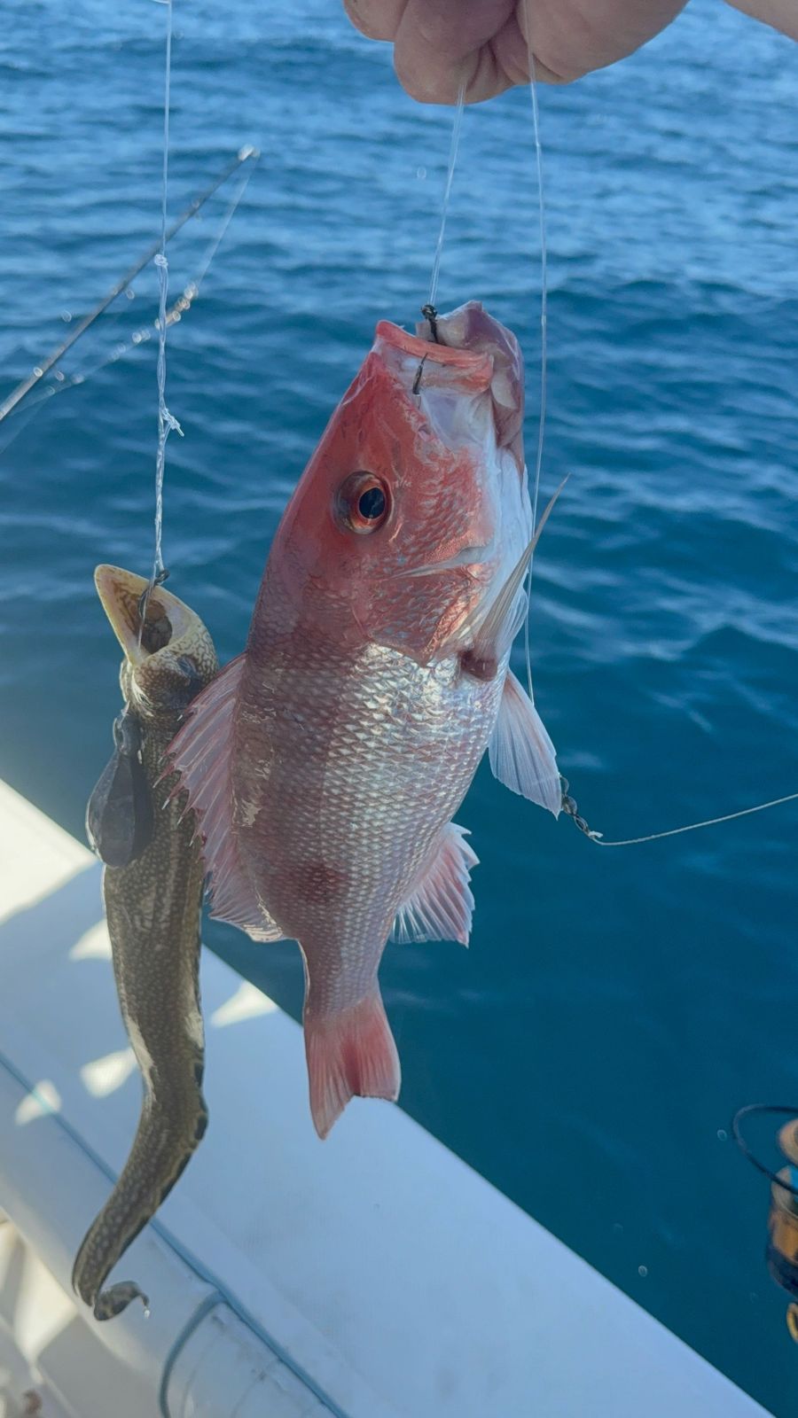 Red snapper caught while fishing in Panama City FL waters
