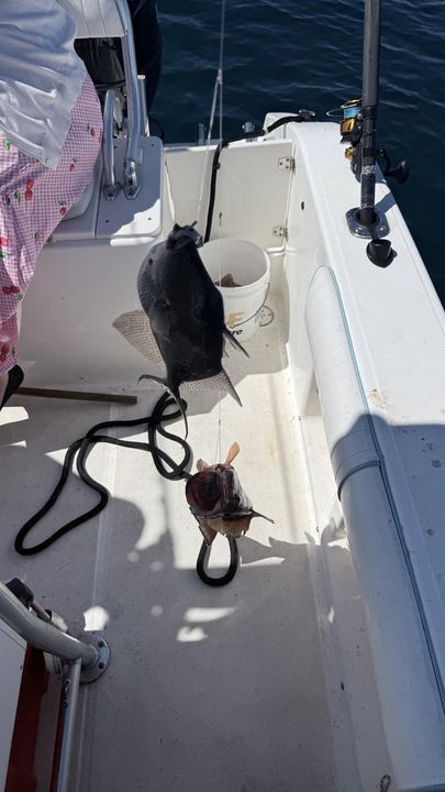 Two big catches hauled aboard in Panama City waters!