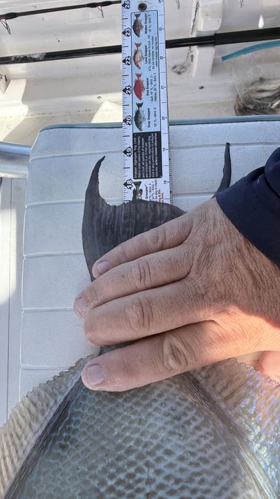 Measuring the catch on deck in Panama City waters.
