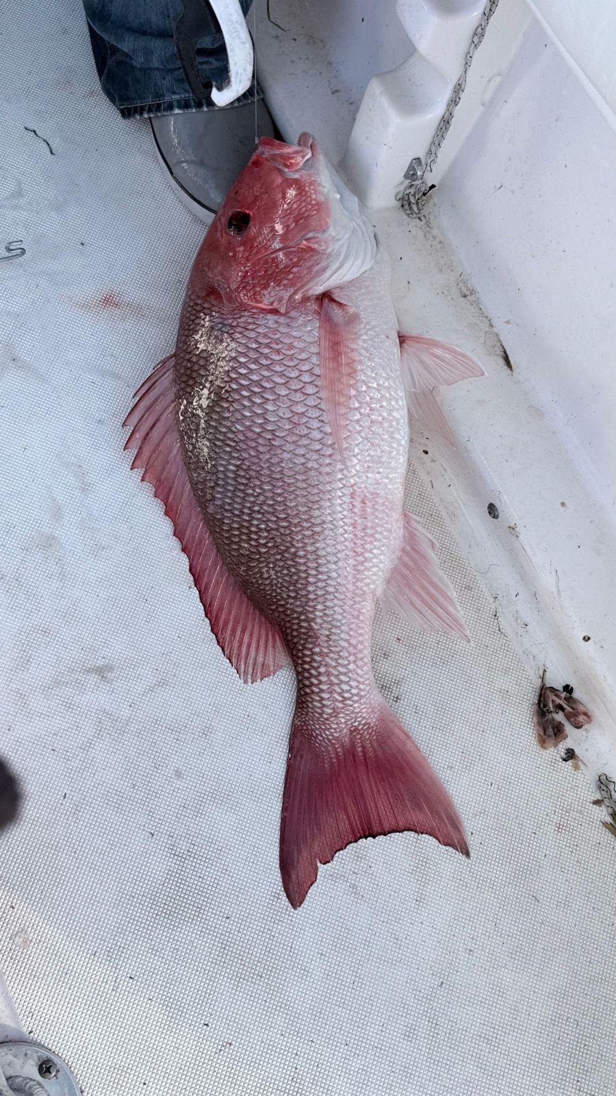 A single mutton snapper caught while fishing in FL