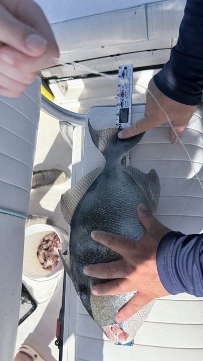 Panama City grey triggerfish measured on deck.