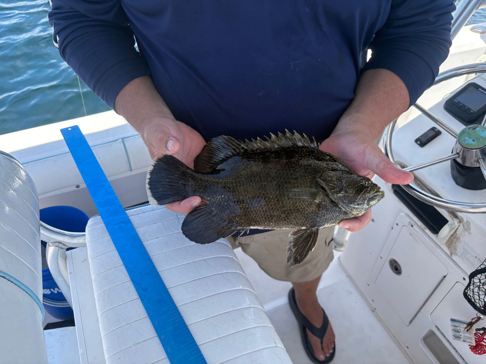 Tripletail fish caught during fishing charter in Panama City FL