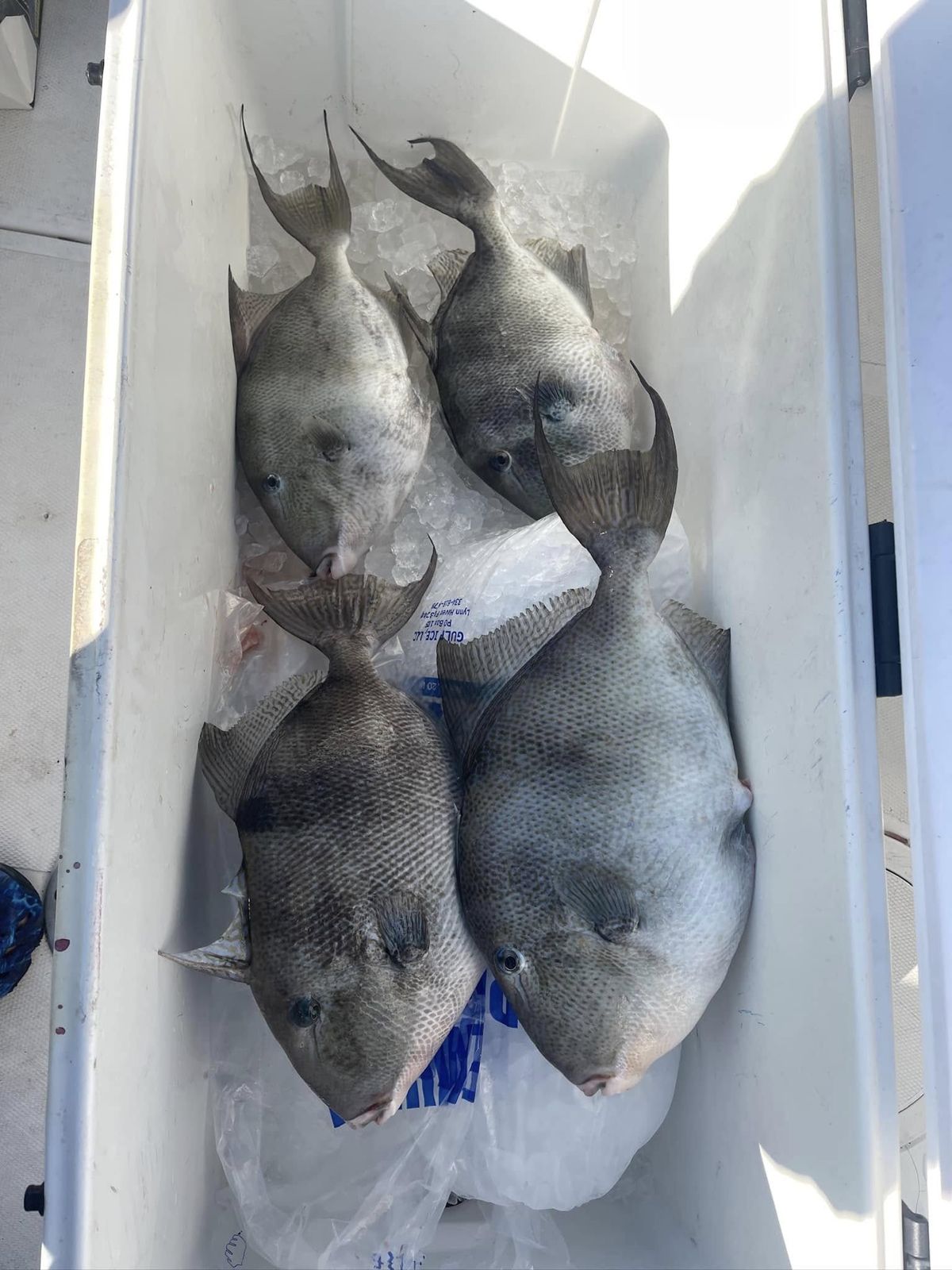 4 grey triggerfish caught in Callaway