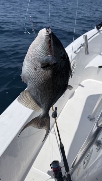 Nice grey triggerfish caught in Panama City waters!