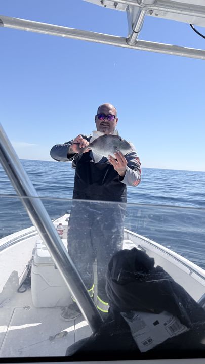 Grey triggerfish landed in Panama City waters!