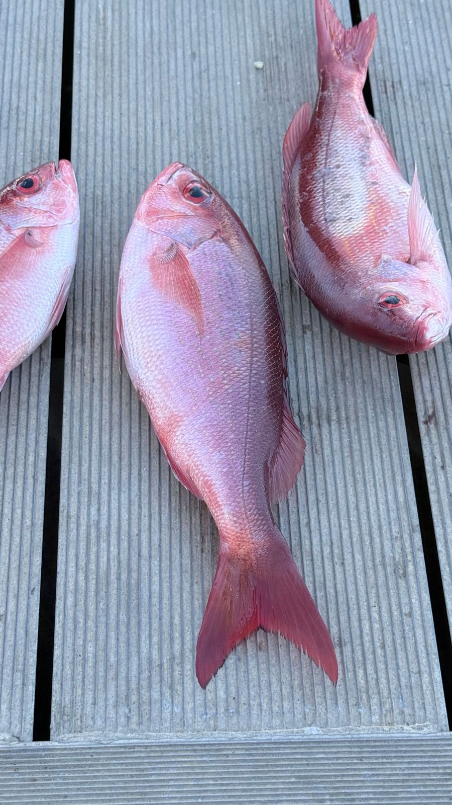 Three fish caught during a fishing tour in Callaway