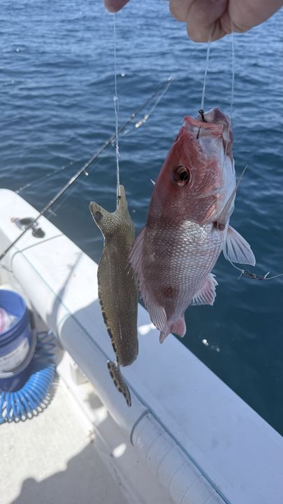 Fresh Panama City red snapper on the lines!