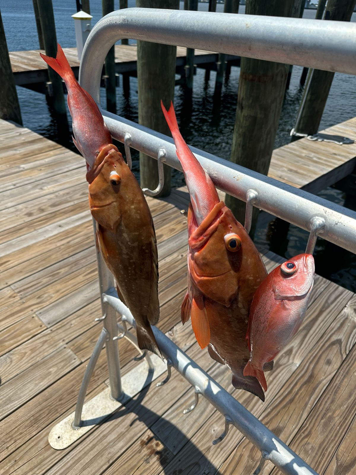 Fresh caught red grouper hanging on fishing boat railing in Panama City FL