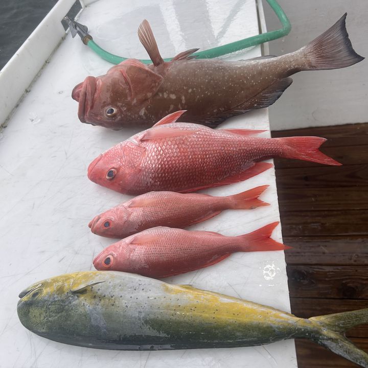 Red snapper, red grouper, and mahi mahi from Panama City!
