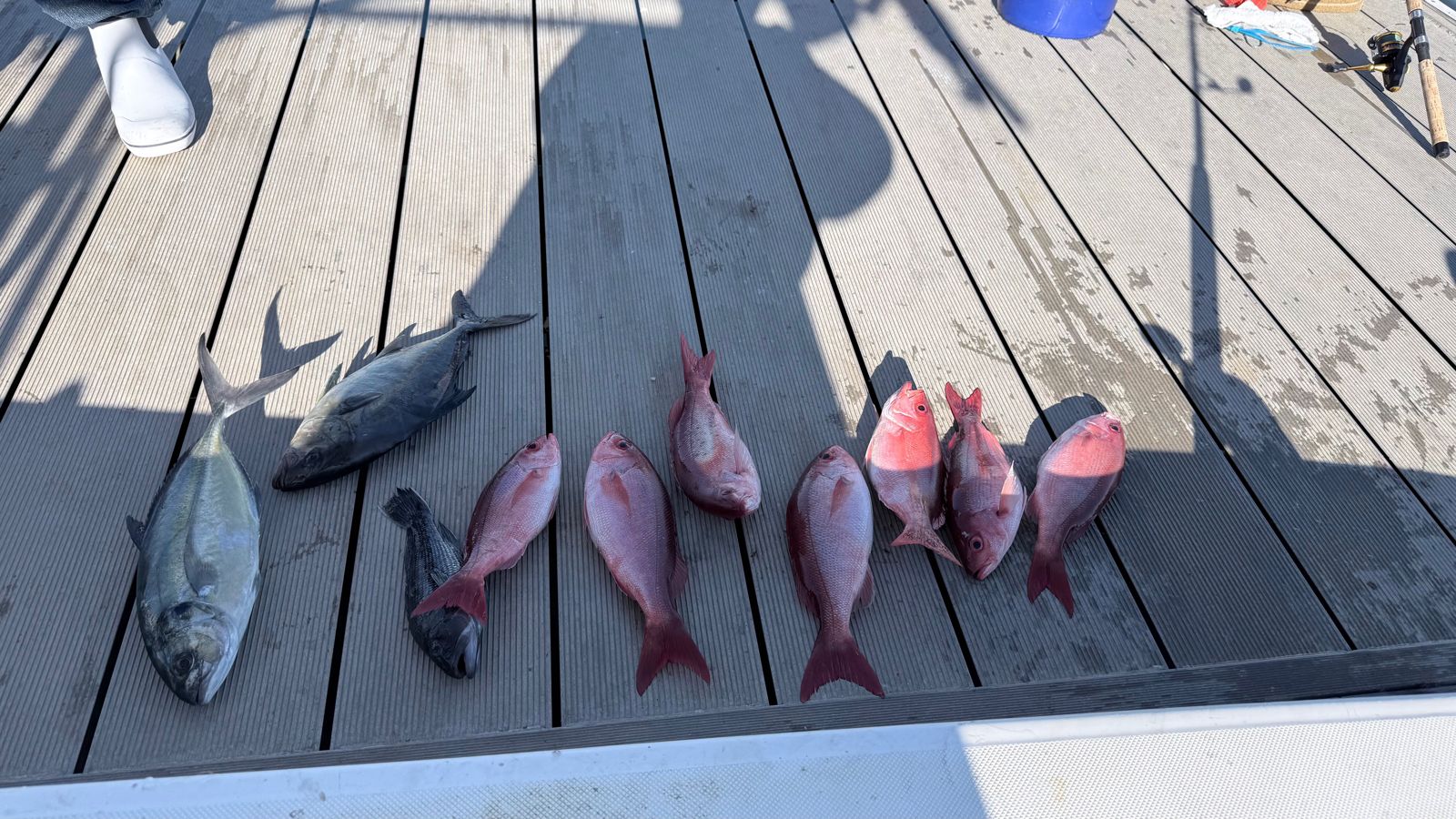 7 fish caught during a fishing tour in Callaway