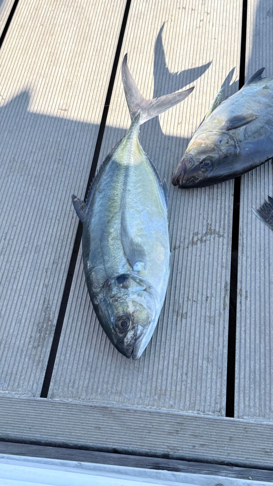 Two king mackerel caught at Callaway during fishing tour