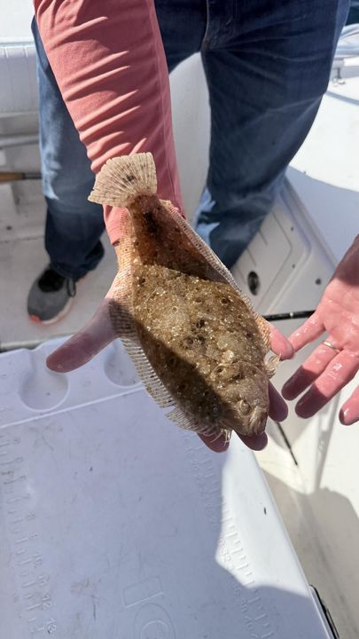 Nice summer flounder from today's trip!