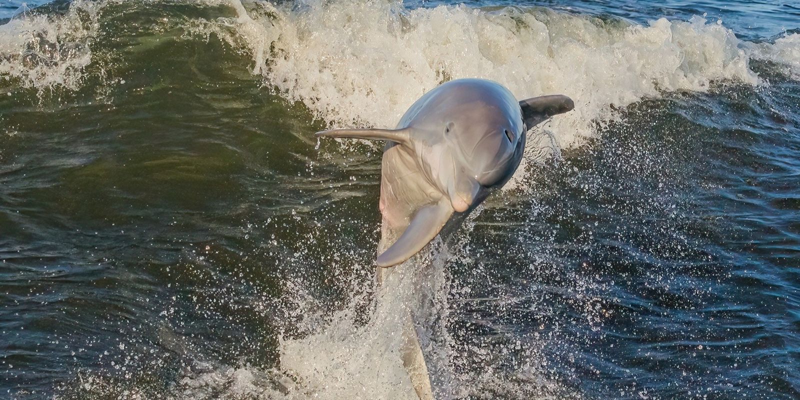 Panama City Dolphin Tour and Shell Island
