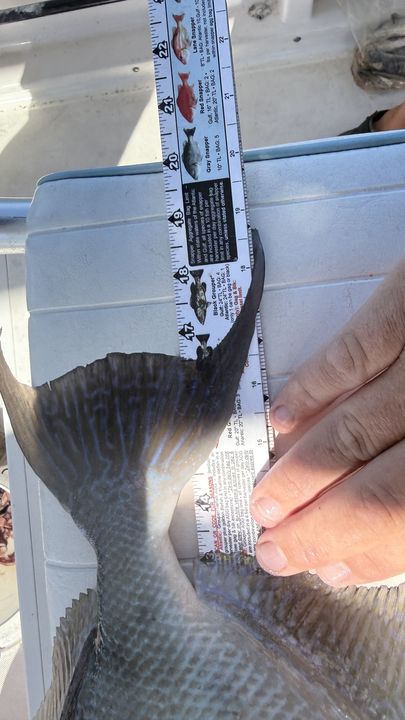 Fish-Species